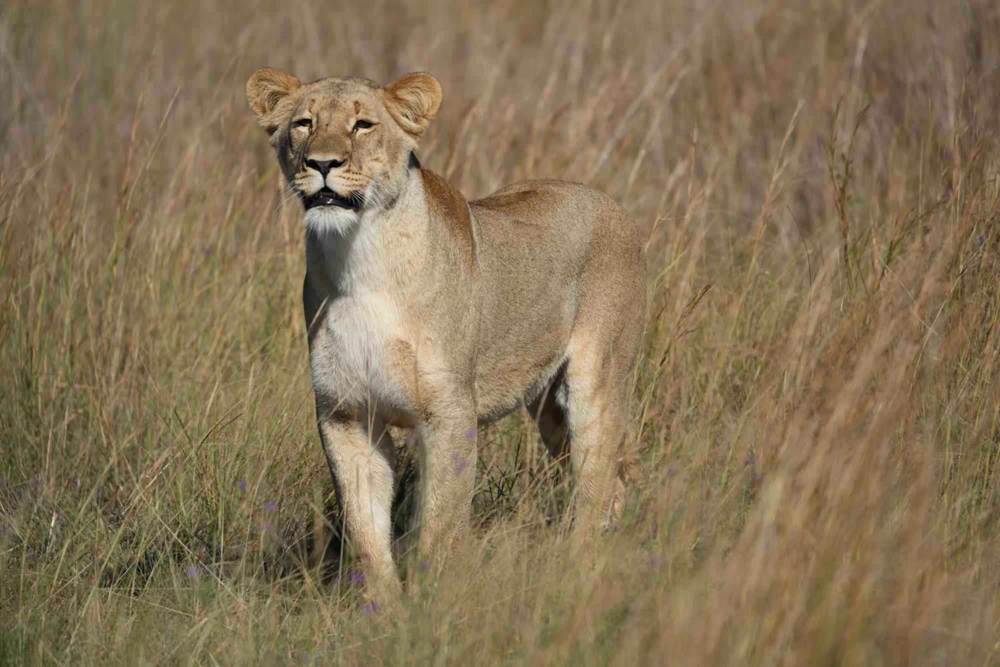 Shibula Safari Lodge Welgevonden Game Reserve Exteriér fotografie
