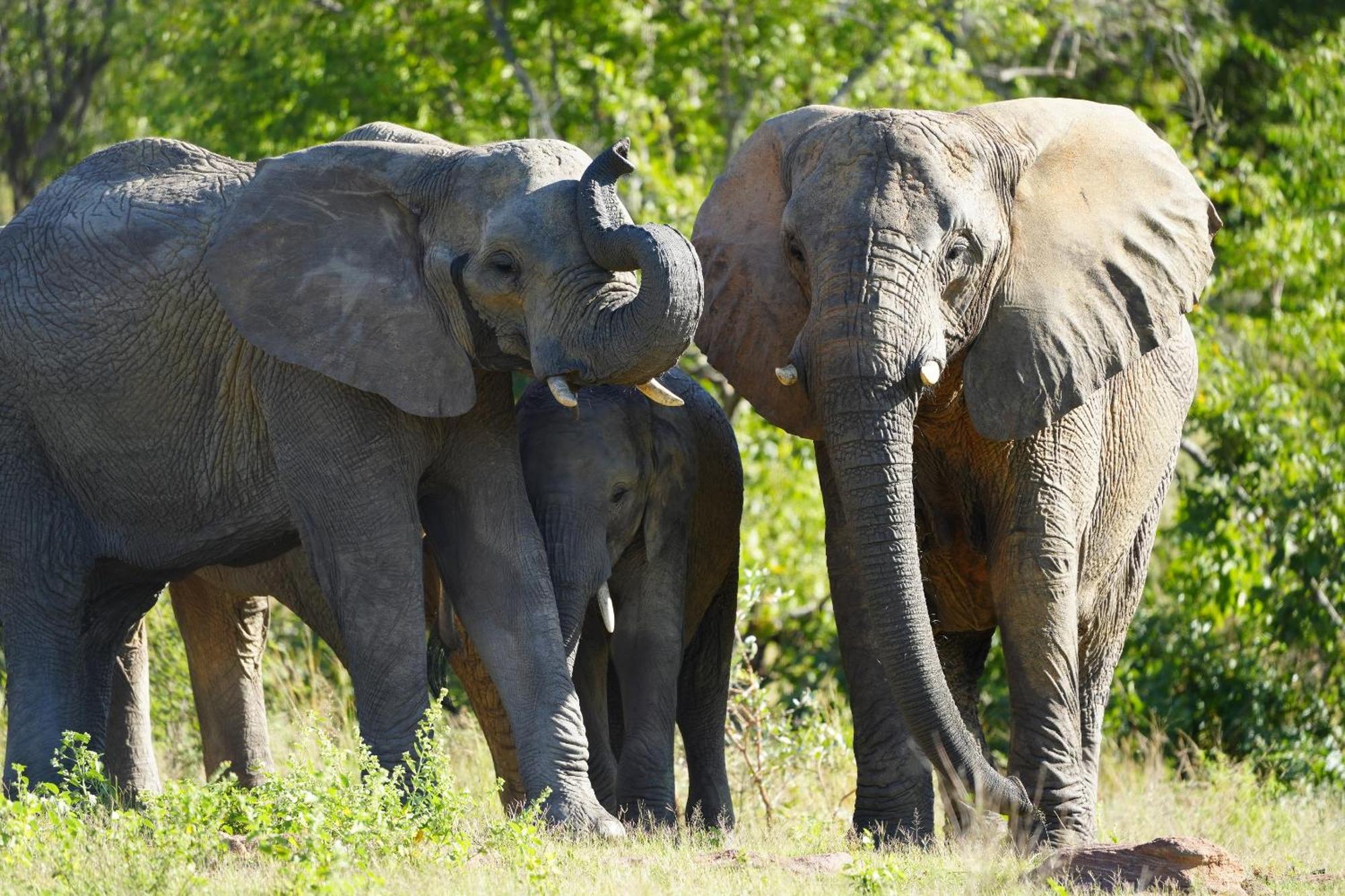 Shibula Safari Lodge Welgevonden Game Reserve Exteriér fotografie
