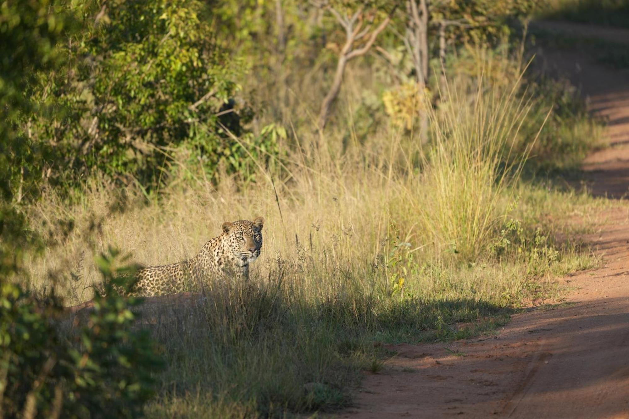 Shibula Safari Lodge Welgevonden Game Reserve Exteriér fotografie