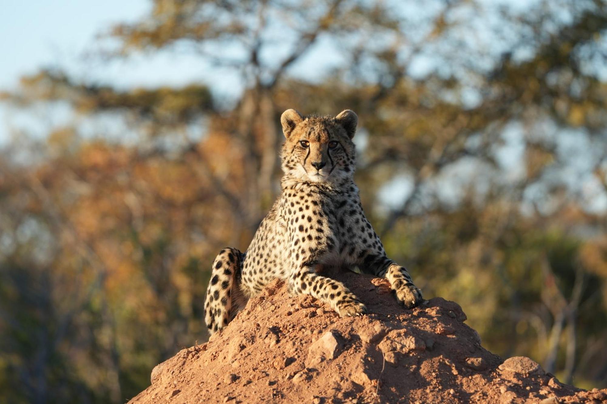 Shibula Safari Lodge Welgevonden Game Reserve Exteriér fotografie
